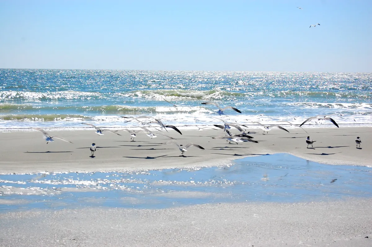A serene stretch of sandy beach with gentle waves rolling ashore, seagulls flying overhead, and soft reflections on the water. The atmosphere is calm and undisturbed, creating the perfect backdrop for peaceful walks and quiet contemplation.